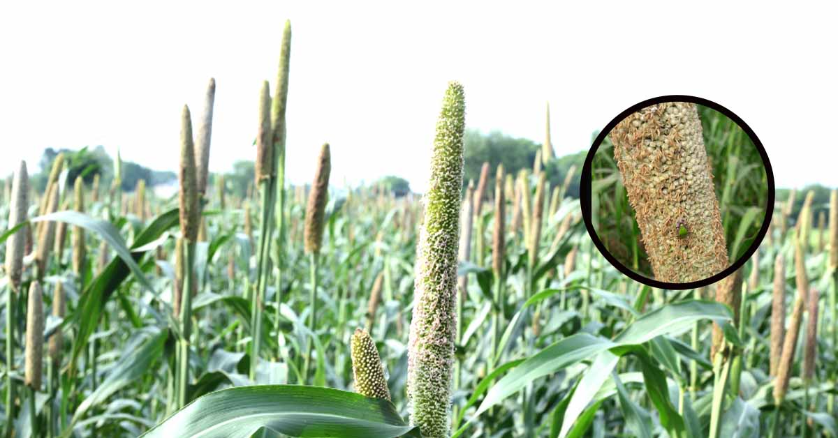Read more about the article बाजरे की खेती में लगने वाले रोग, लक्षण और उनके नियंत्रण