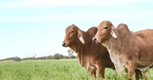 Read more about the article साहिवाल गाय की विशेषताएं, पहचान और दूध उत्पादन क्षमता